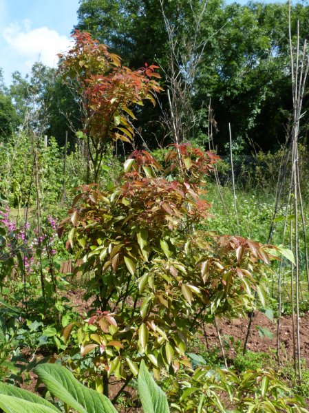 Cinnamomum camphora.JPG