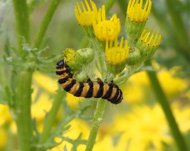 cinnibar cat 2020.jpg