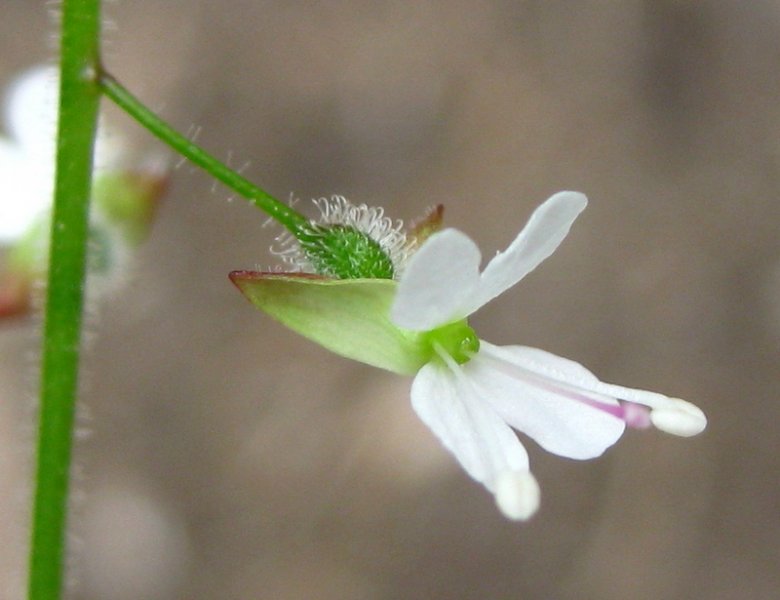 CIRCAEA  LUTETIANA  ENCHANTERS  NIGHTSHADE 10-Jul-09 11-37-07 AM.10-07-2009 11-37-07.jpg