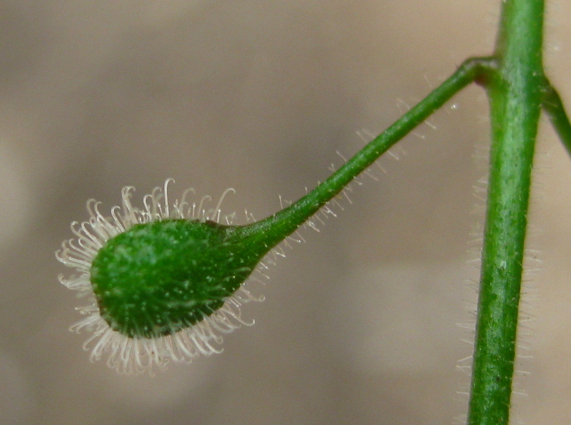 CIRCAEA  LUTETIANA  ENCHANTERS  NIGHTSHADE 10-Jul-09 11-37-38 AM.jpg