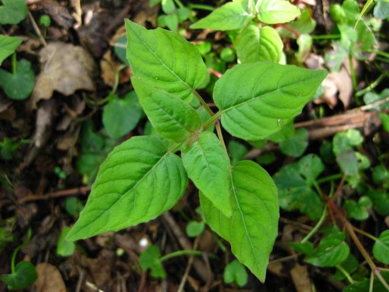 CIRCAEA  LUTETIANA  ENCHANTERS  NIGHTSHADE 18-May-09 5-05-11 PM.jpg