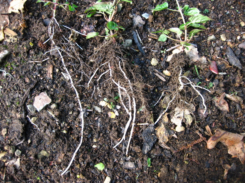 CIRCAEA  LUTETIANA  ENCHANTERS  NIGHTSHADE 19-May-09 4-48-35 PM.jpg