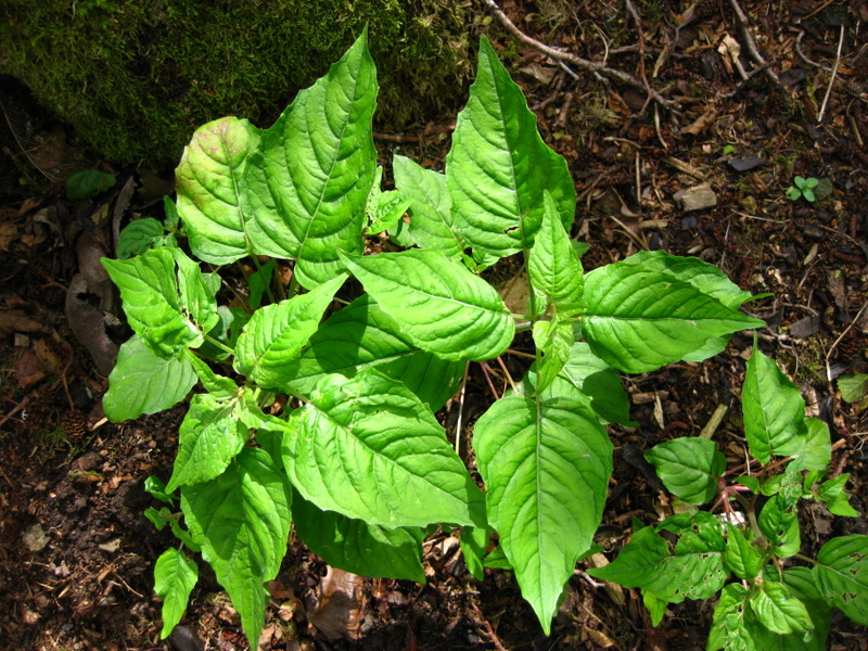 CIRCAEA  LUTETIANA  ENCHANTERS  NIGHTSHADE 20-May-09 4-12-15 PM.jpg