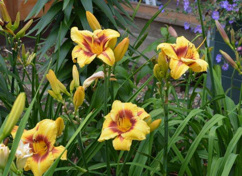 circles n stripes.JPG