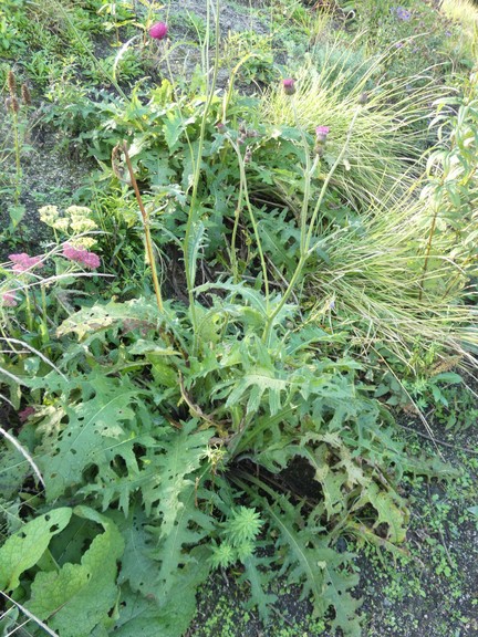 Cirsium spp  06.jpg