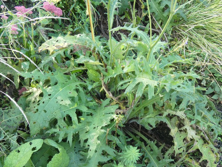 Cirsium spp  07.jpg