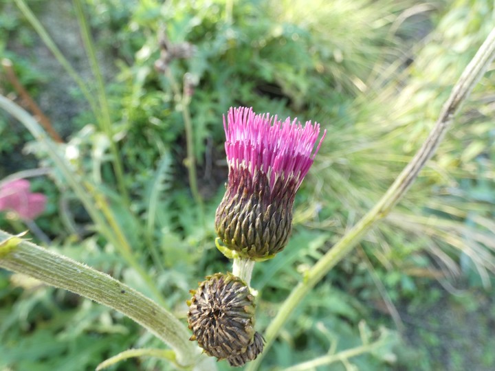 Cirsium spp  08.jpg