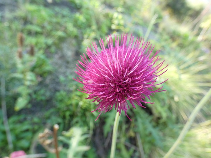 Cirsium spp  09.jpg