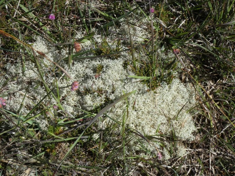 Cladonia sp (reindeer lichen)  03 - small.jpg