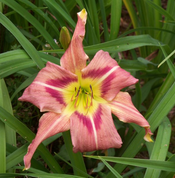 Clairvoyant Lady x Kermit's Scream (2).JPG