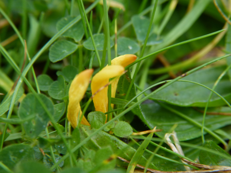 Clavulinopsis helvola 1.JPG