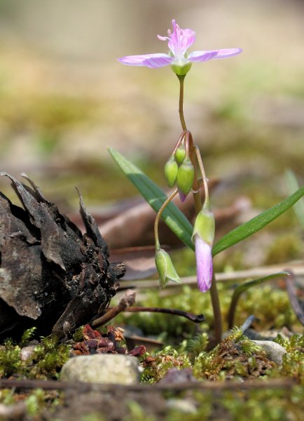 Claytonia 'Virginica' (1).jpg
