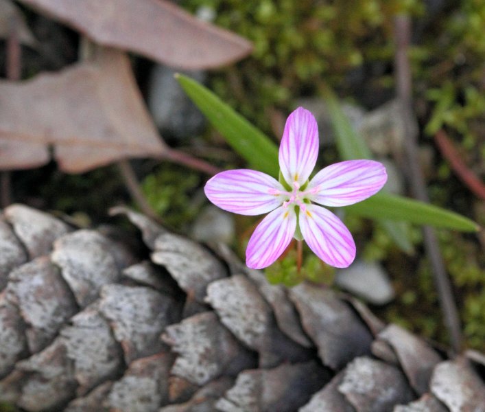 Claytonia 'Virginica' (2).jpg