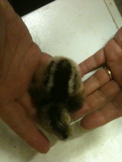 CLB chick female.jpg