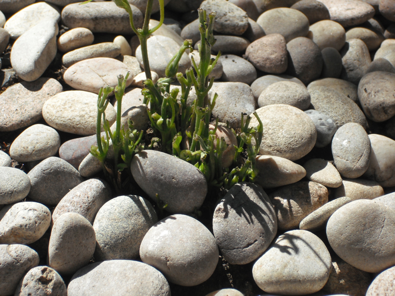 Clem in stones reduced.jpg