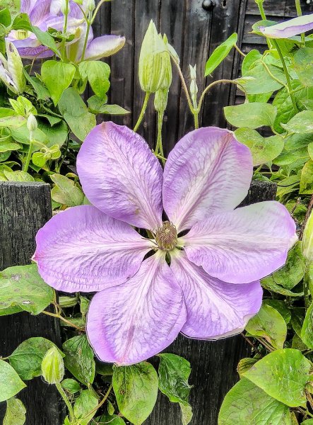 Clematis 15-5-22.jpg