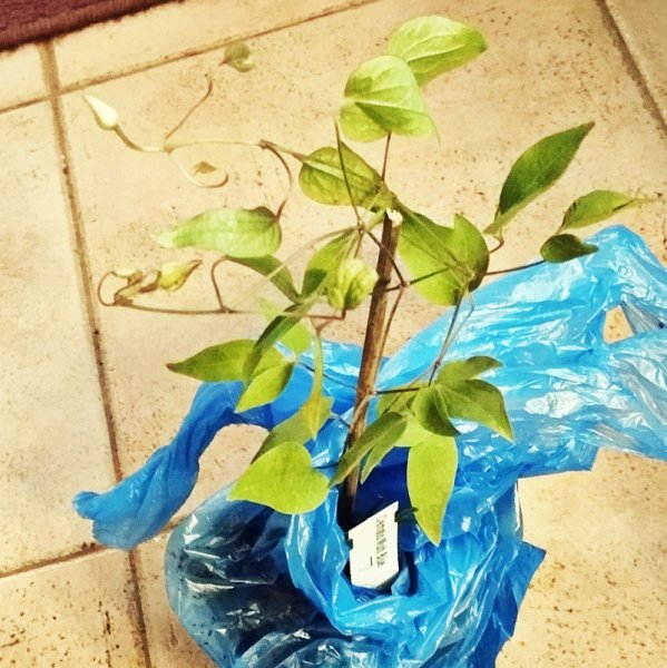 Clematis 3 Sep 25.jpg