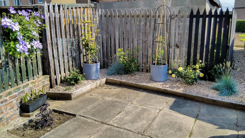 Clematis corner 19-7-21.jpg