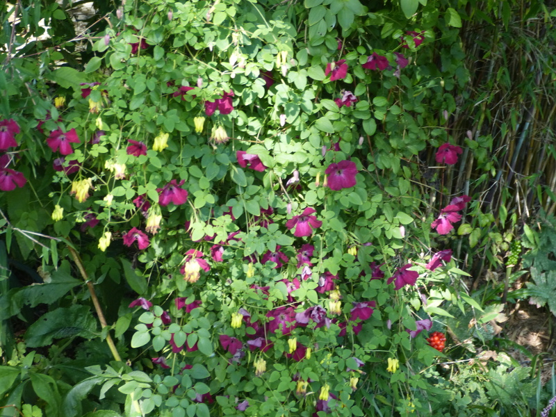 Clematis Dactylcapnos.JPG