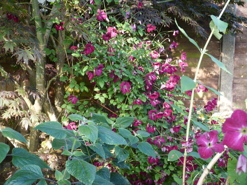 Clematis Kermesina 1.JPG
