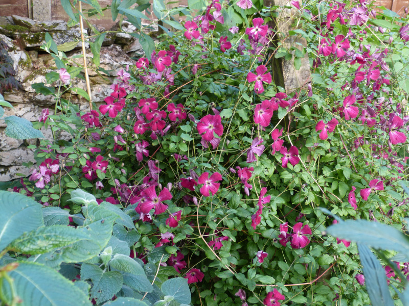 Clematis kermesina 1.JPG