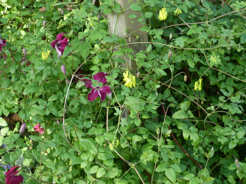 Clematis Kermesina and Dactylicapnos macrocapnos.JPG