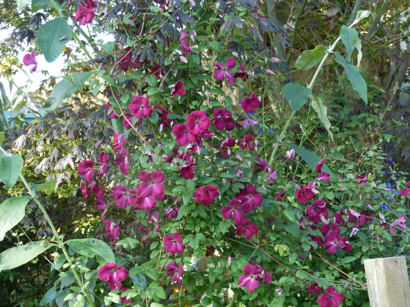 Clematis Kermesina.JPG