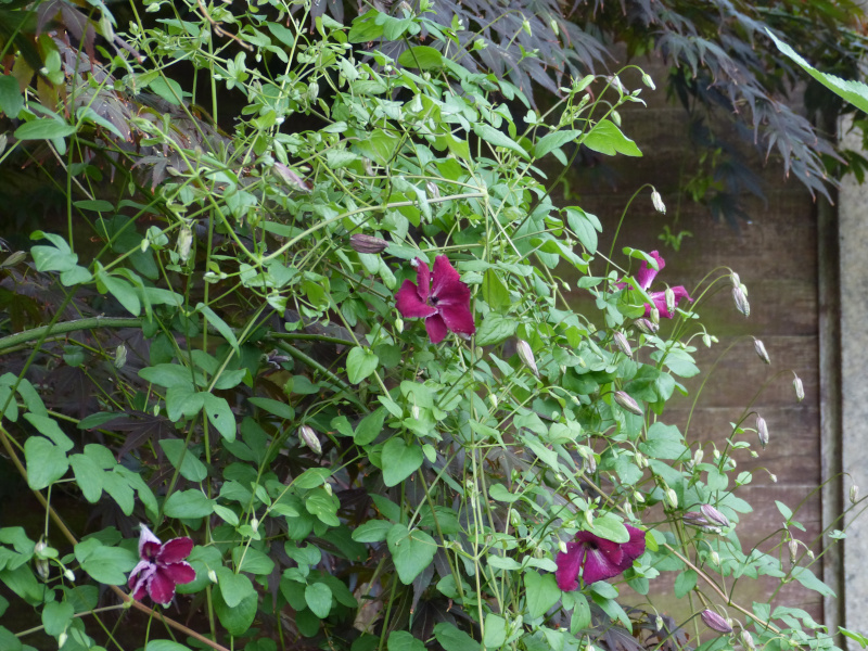 Clematis Kermesina.JPG