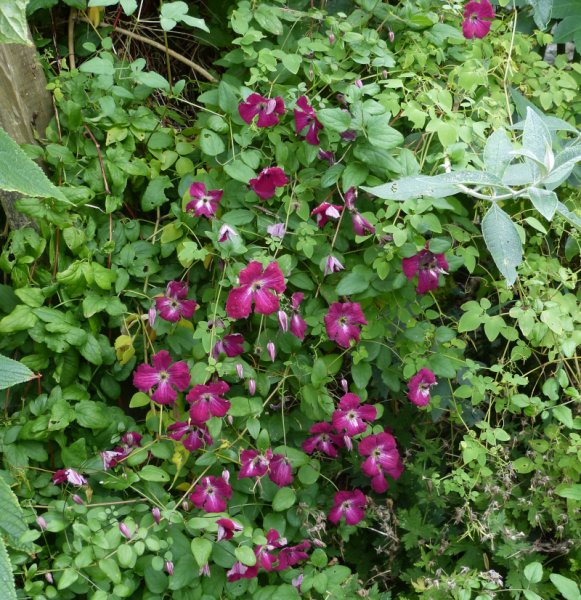 Clematis Kermesina.JPG