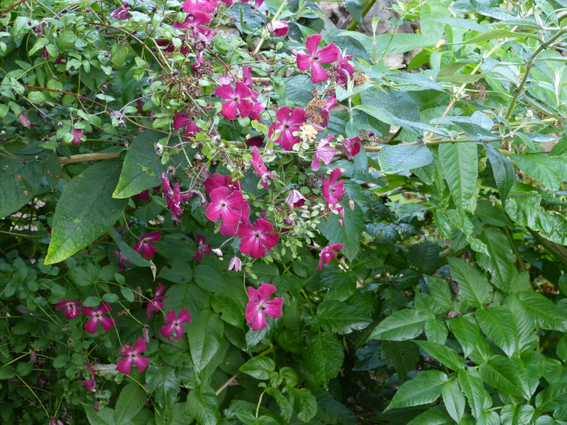 Clematis Kermisina 1.JPG