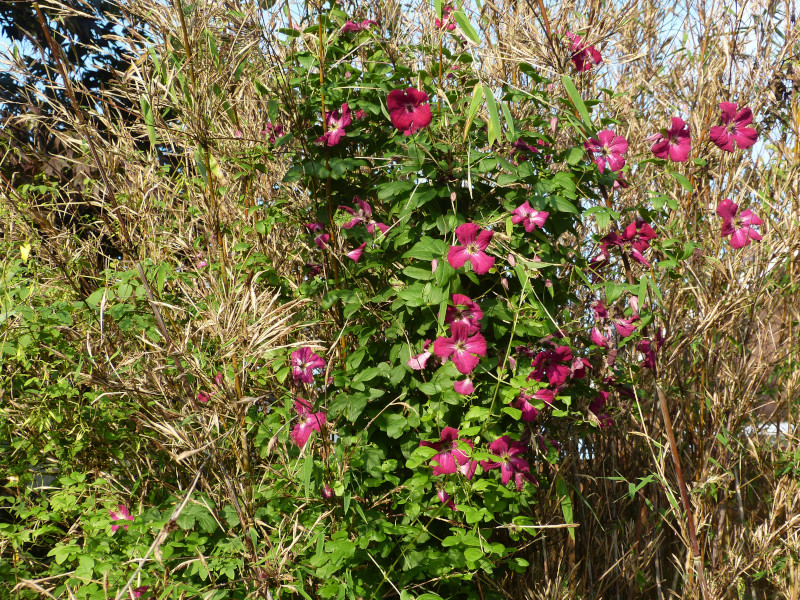 Clematis Kermisina.JPG