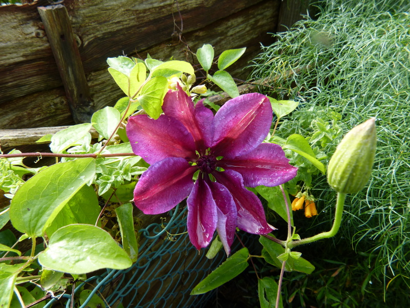 Clematis macro.JPG