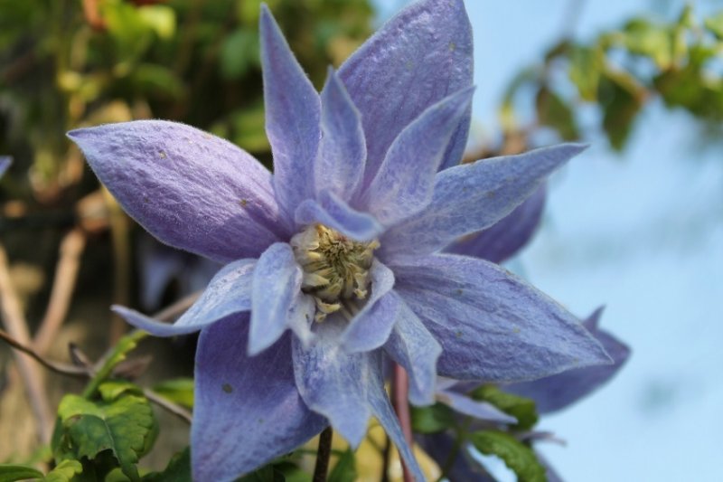 Clematis Macropetala \'Wesselton\' (4).JPG