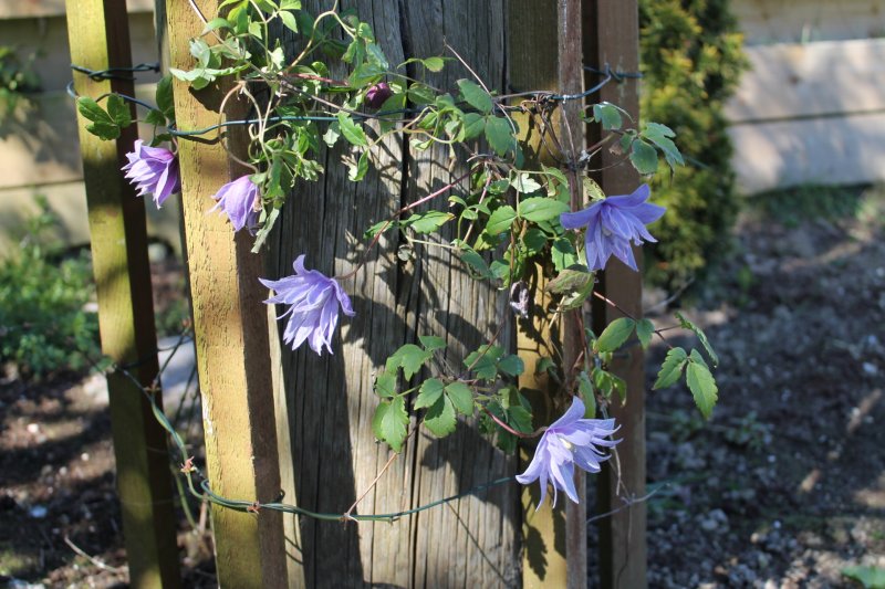 Clematis Macropetala 'Wesselton' (4).JPG