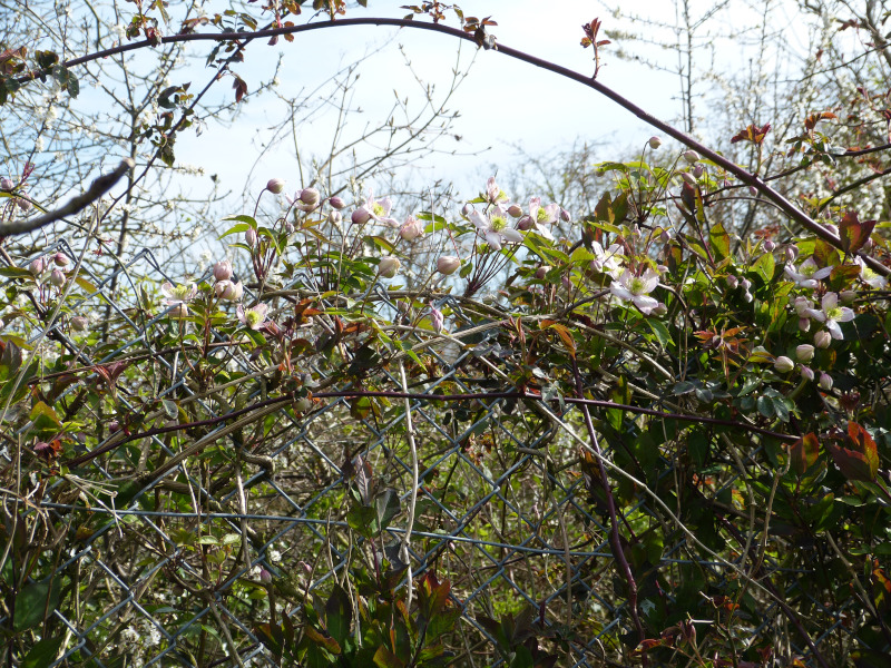 Clematis montana Elizabeth.JPG
