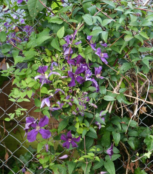 Clematis Polish Spirit.JPG