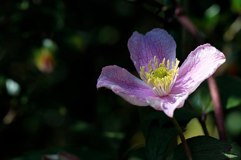 Clematis-Tetrarose-2.jpg