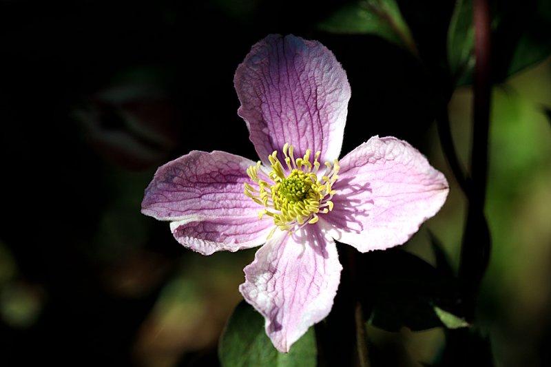 Clematis-Tetrarose.jpg