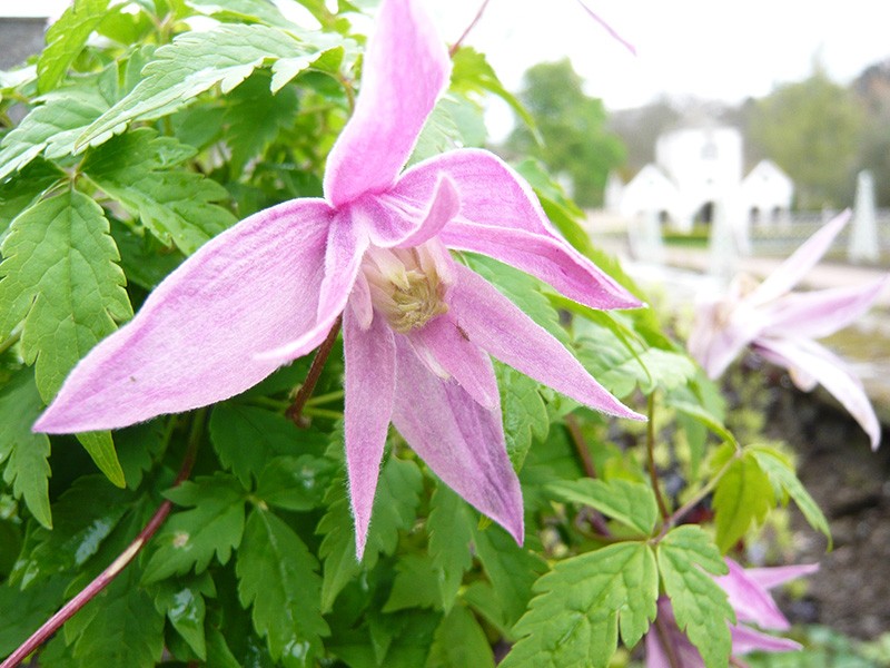 clematis_macropetala_markham_s_pink_.jpg