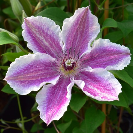 clematis_starlight_bm_2016_3_1000px.jpg