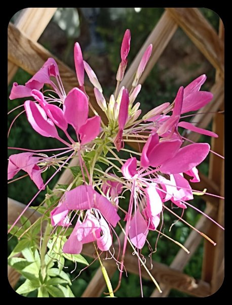 Cleome 18 Oct 21.jpg