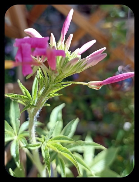 Cleome 6 Oct 21.jpg