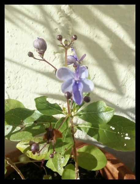 Clerodendrum ugandense 1 Jan 20.jpg