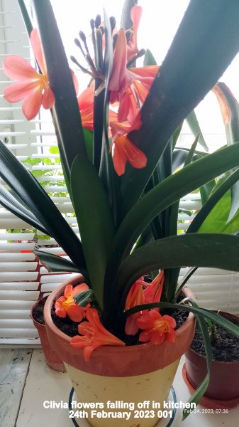 Clivia flowers falling off in kitchen 24th February 2023 001.jpg