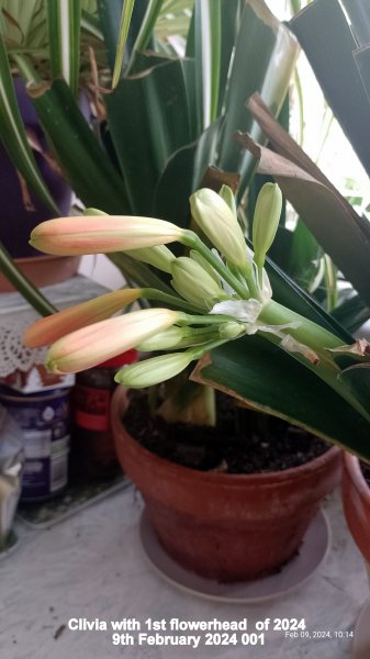 Clivia with 1st flowerhead  of 2024 9th February 2024 001.jpg
