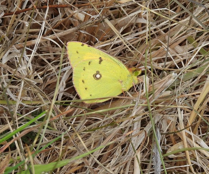 Clouded Yellow (6).JPG