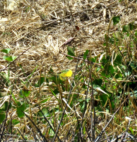 clouded yellow.JPG