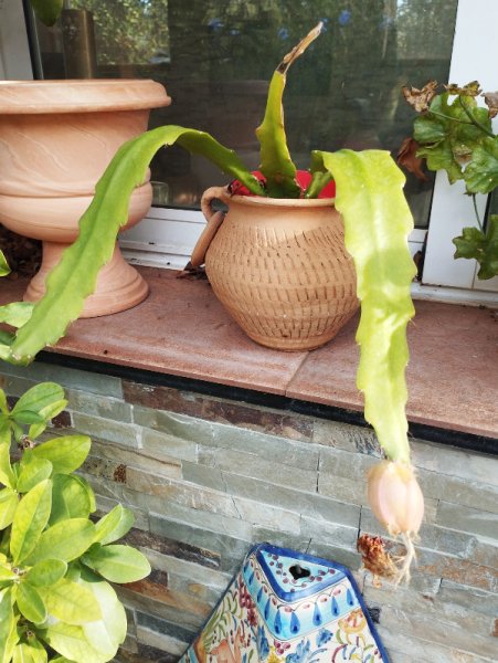 Clown Cactis1 1 Sep 25.jpg