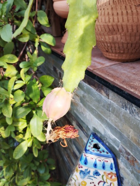 Clown Cactus 1 Sep 35.jpg