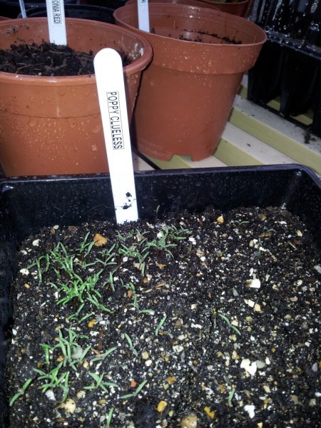 Clueless Poppies.jpg